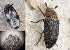 Dermestes undulatus